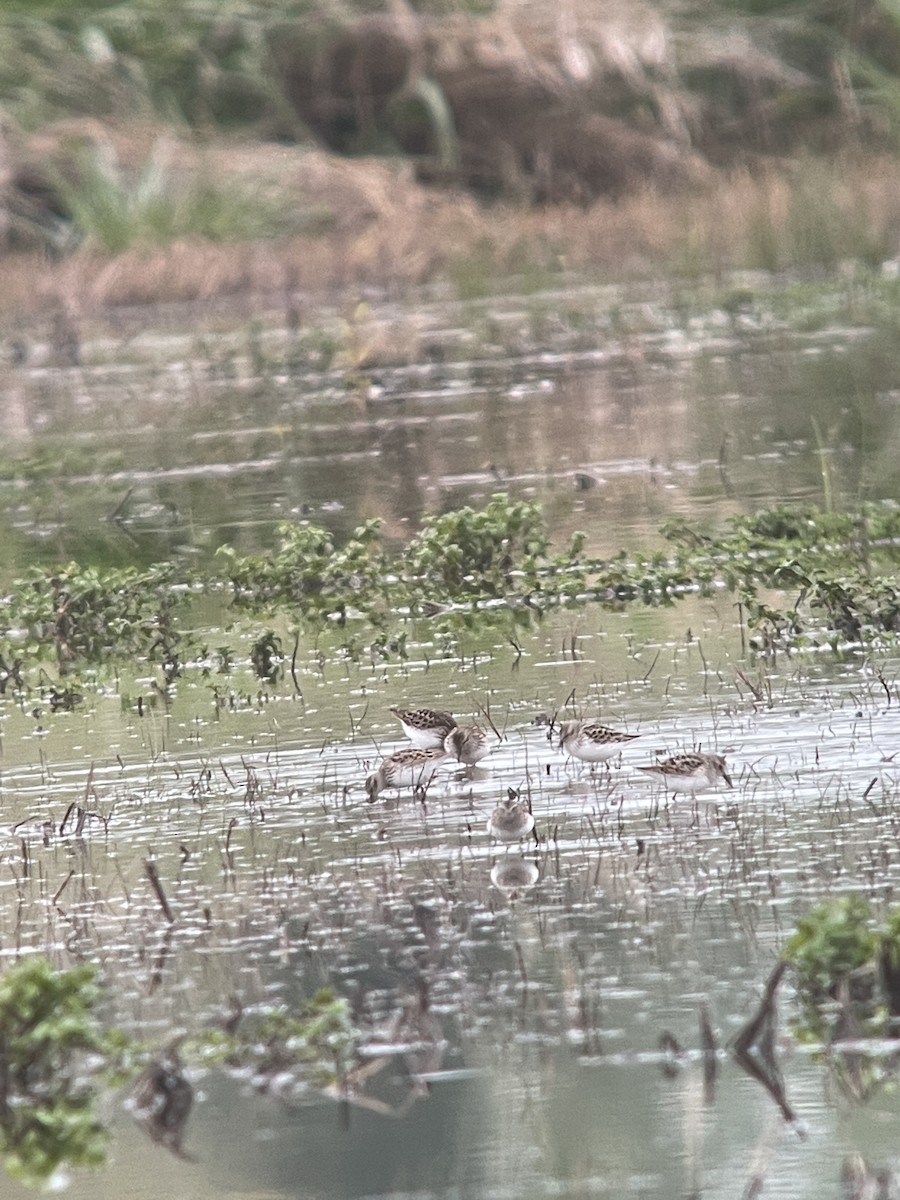 Least Sandpiper - Tim Johnson