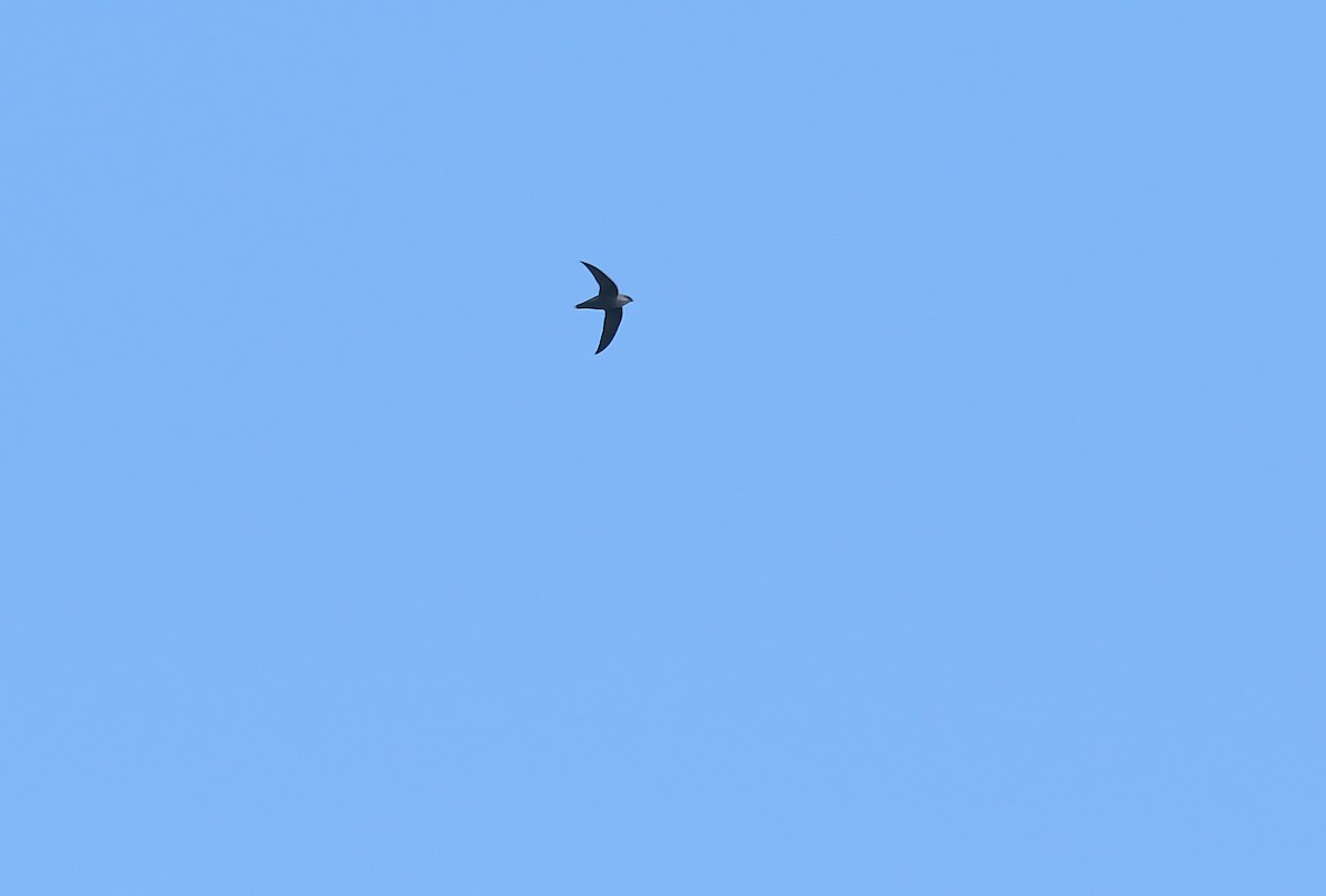 Chimney Swift - Anonymous