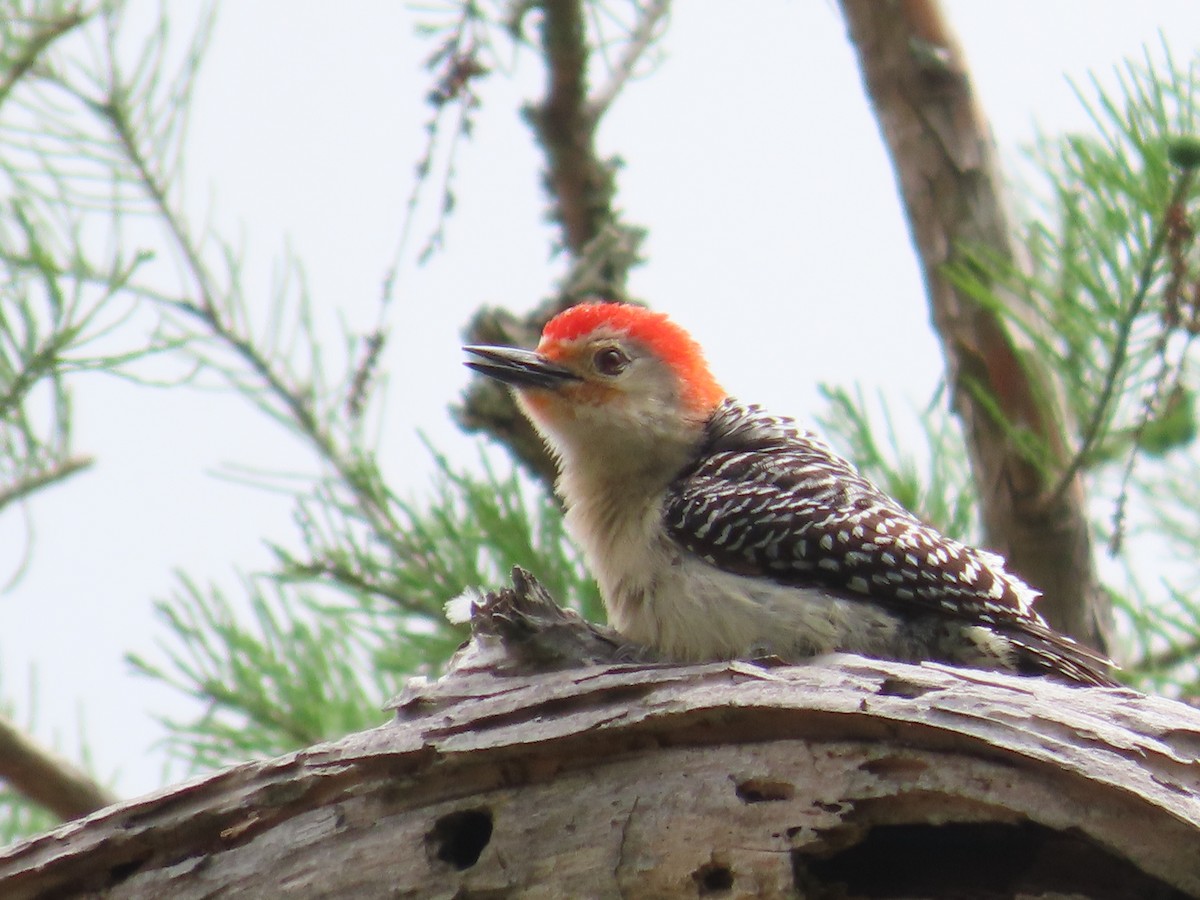 Red-bellied Woodpecker - ML438064071