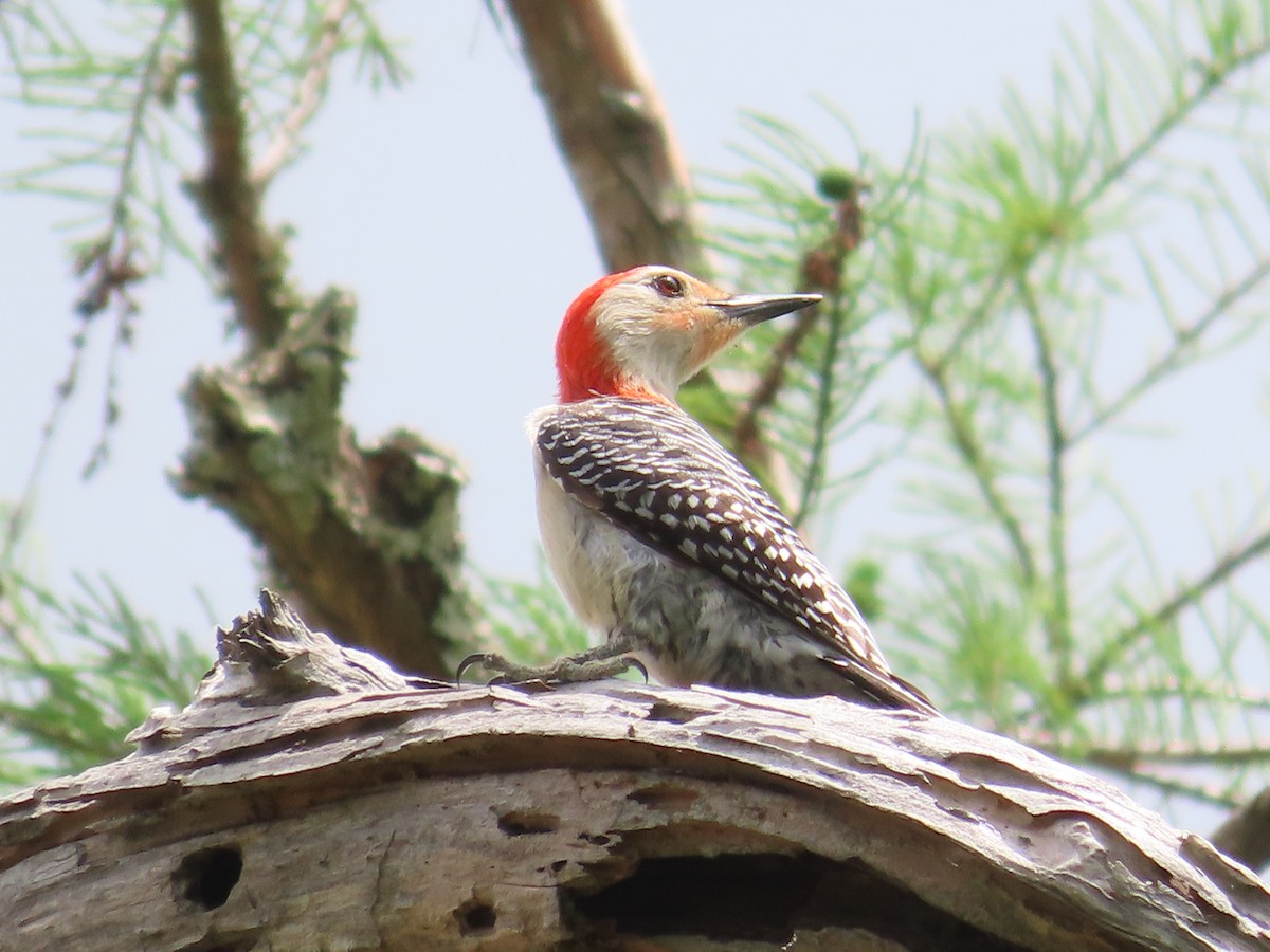 Red-bellied Woodpecker - ML438064081