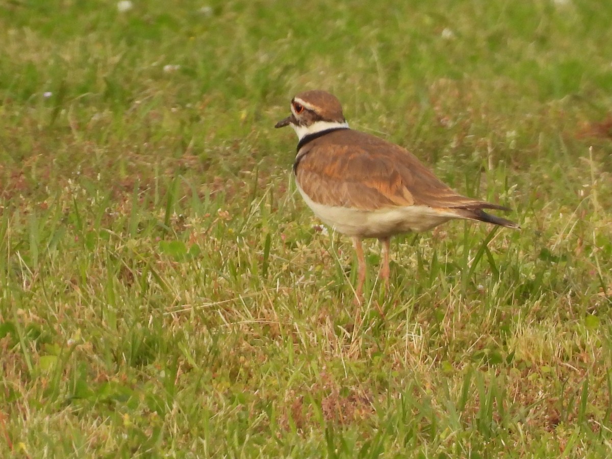 Killdeer - ML438065121