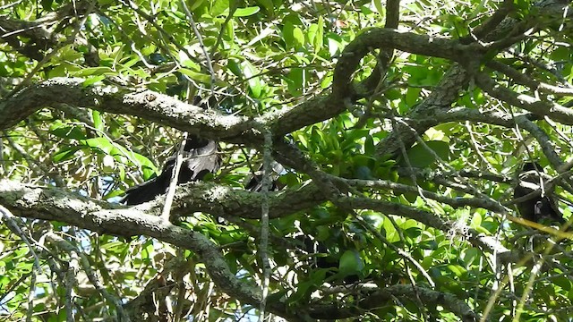 Boat-tailed Grackle - ML438065181