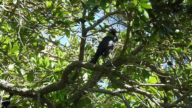 Boat-tailed Grackle - ML438065211