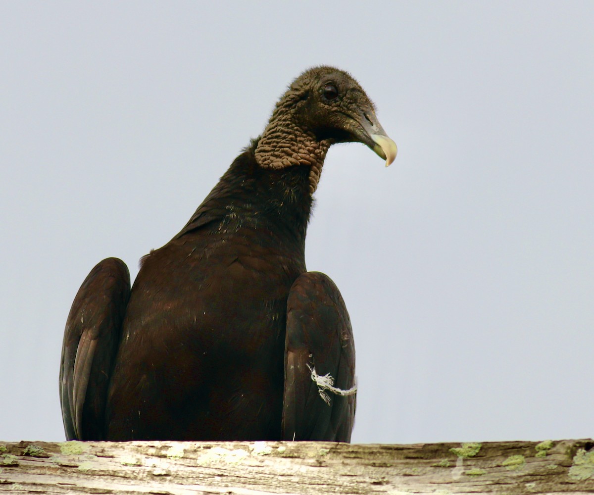 Black Vulture - ML438065761