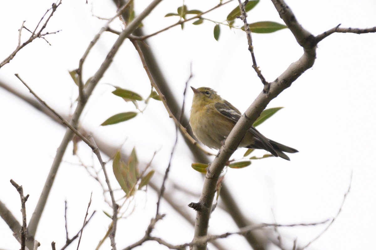 Bay-breasted Warbler - ML438068871
