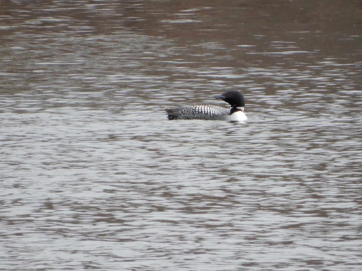 Common Loon - ML438069811