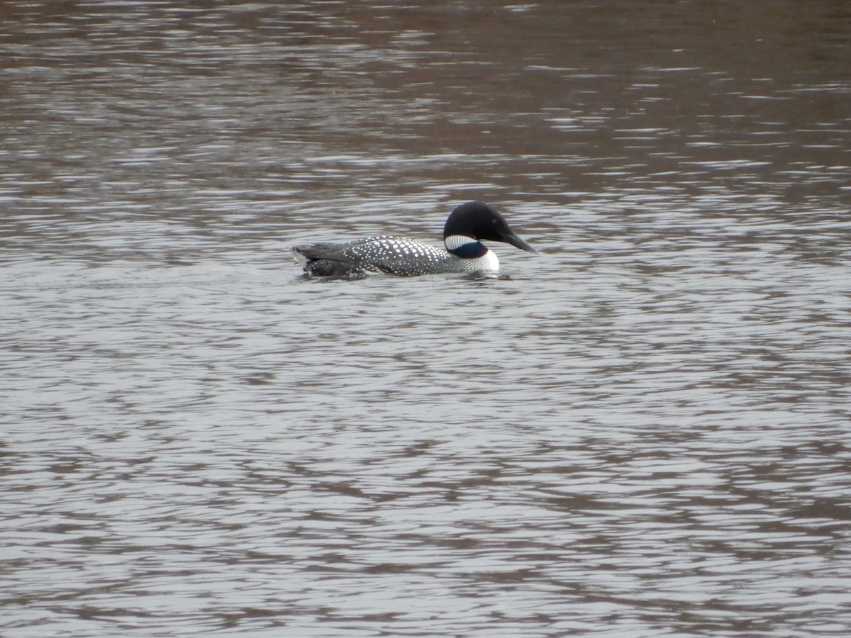 Common Loon - ML438069821