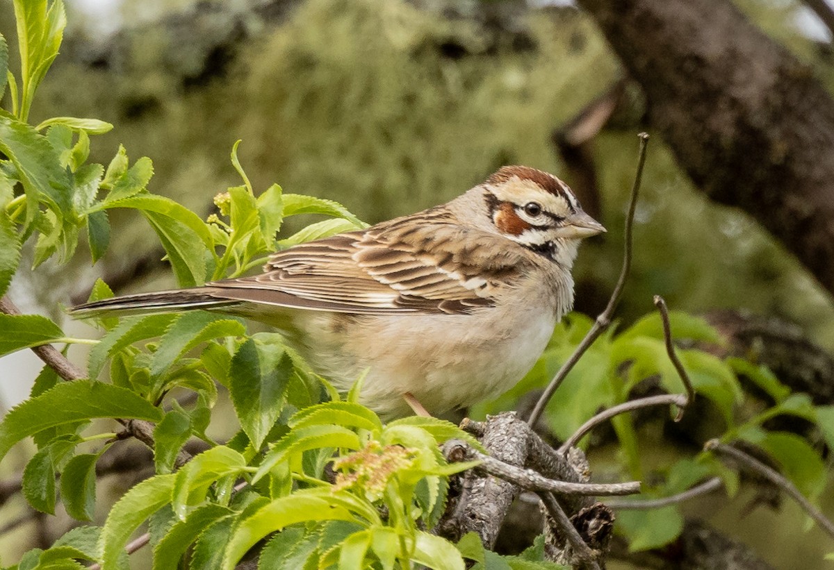 Lark Sparrow - Roger Adamson