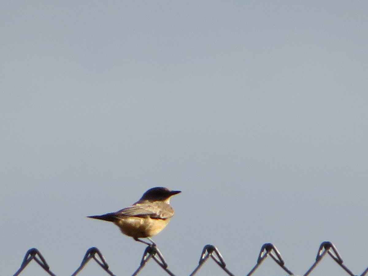 Say's Phoebe - Alex Heeren