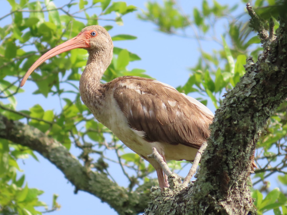 Ibis Blanco - ML438070511