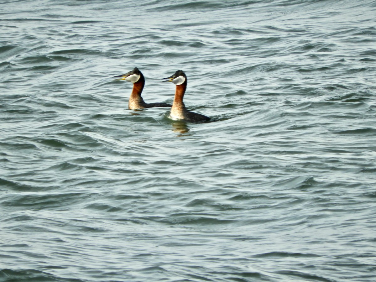 Red-necked Grebe - ML438071801