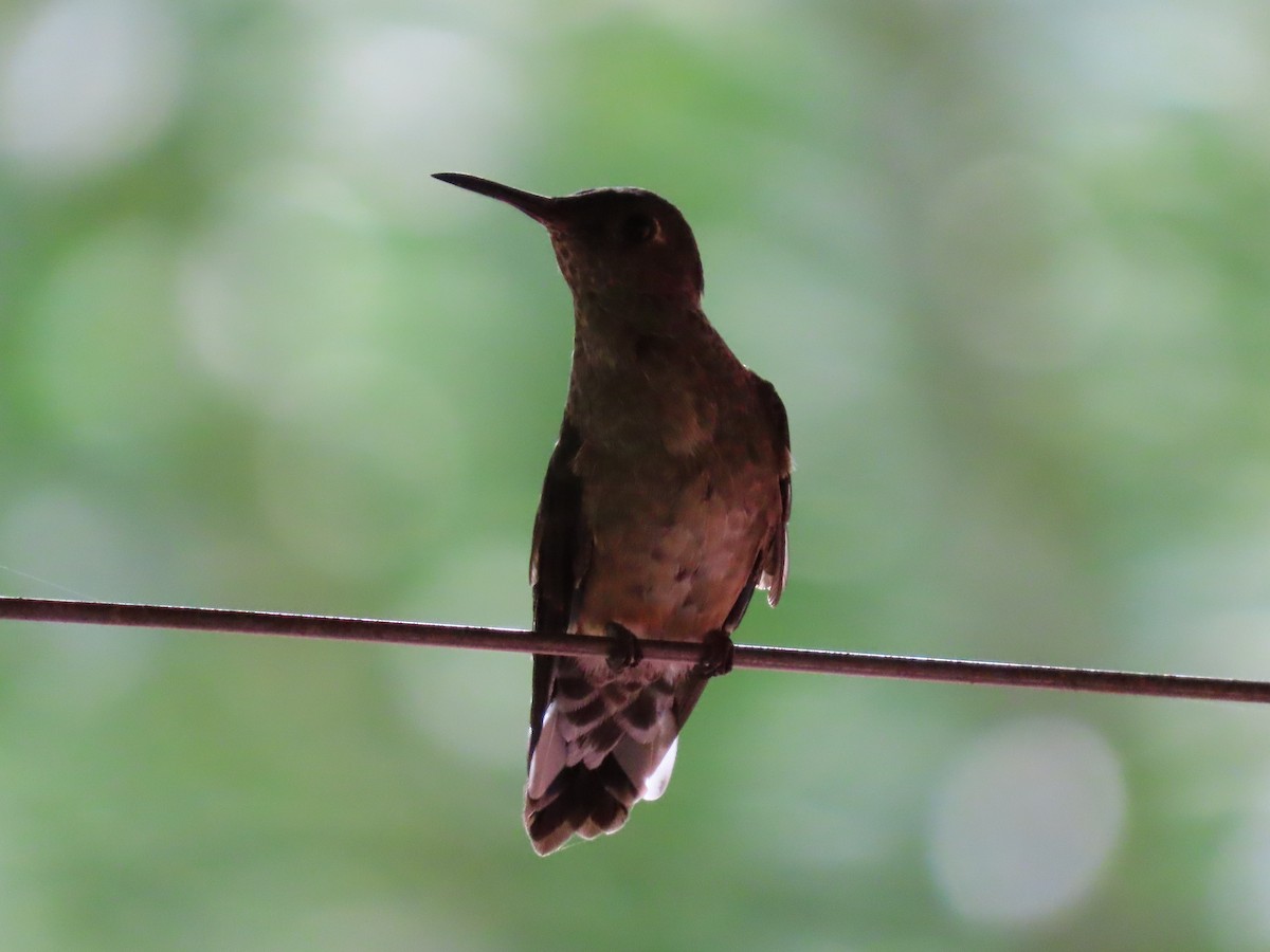 Scaly-breasted Hummingbird - ML438072171