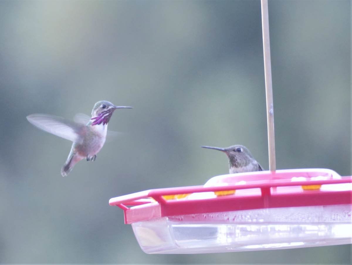 Calliope Hummingbird - Kitty ONeil
