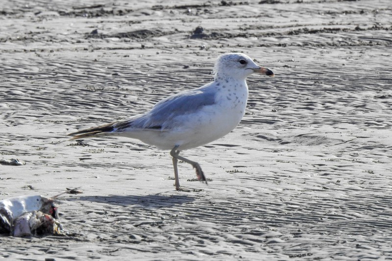 Ring-billed Gull - ML438074851