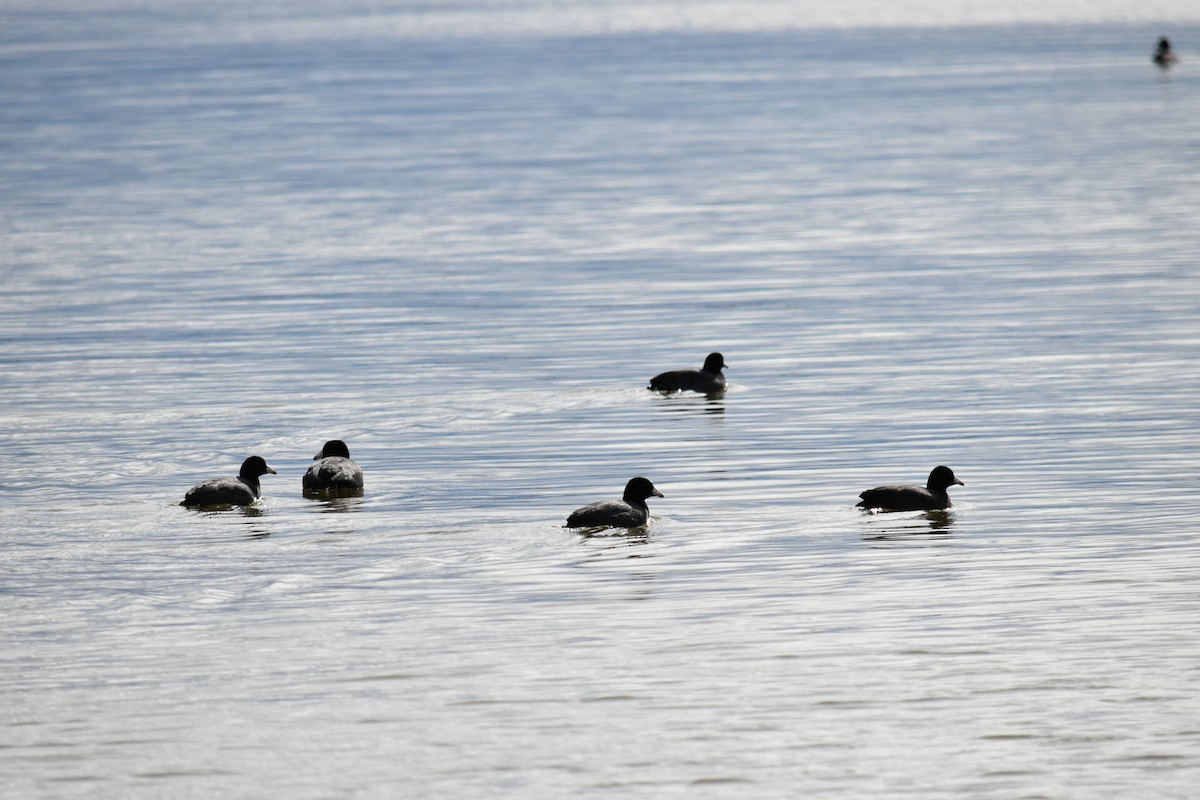 American Coot - ML438075491