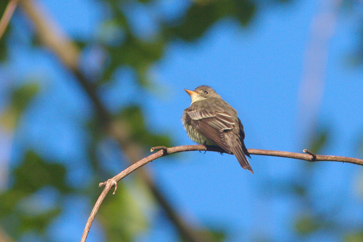 Eastern Wood-Pewee - ML438075751