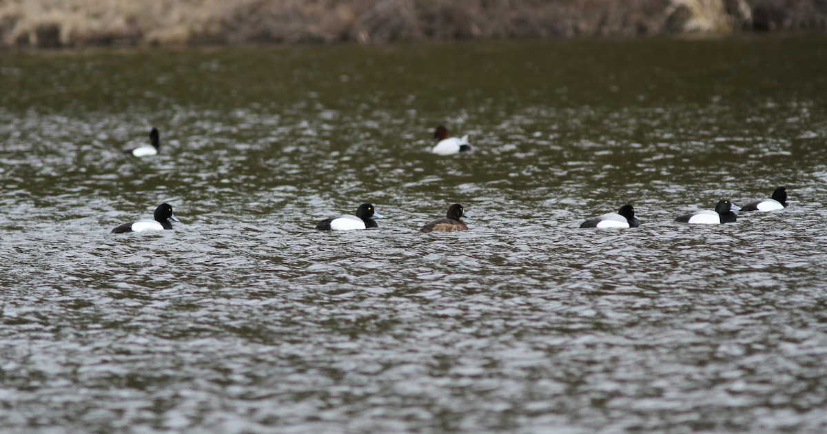 Greater Scaup - ML438076551
