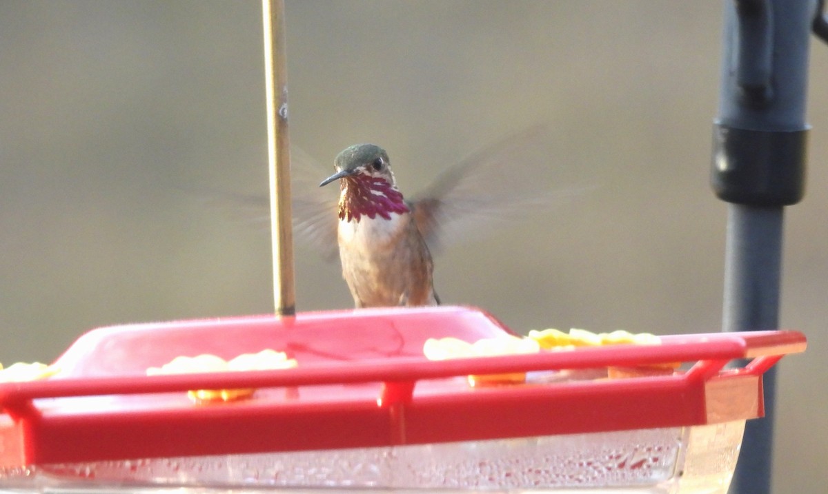Calliope Hummingbird - Bill Pelletier