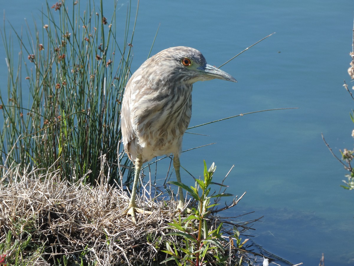 Black-crowned Night Heron - ML438077171