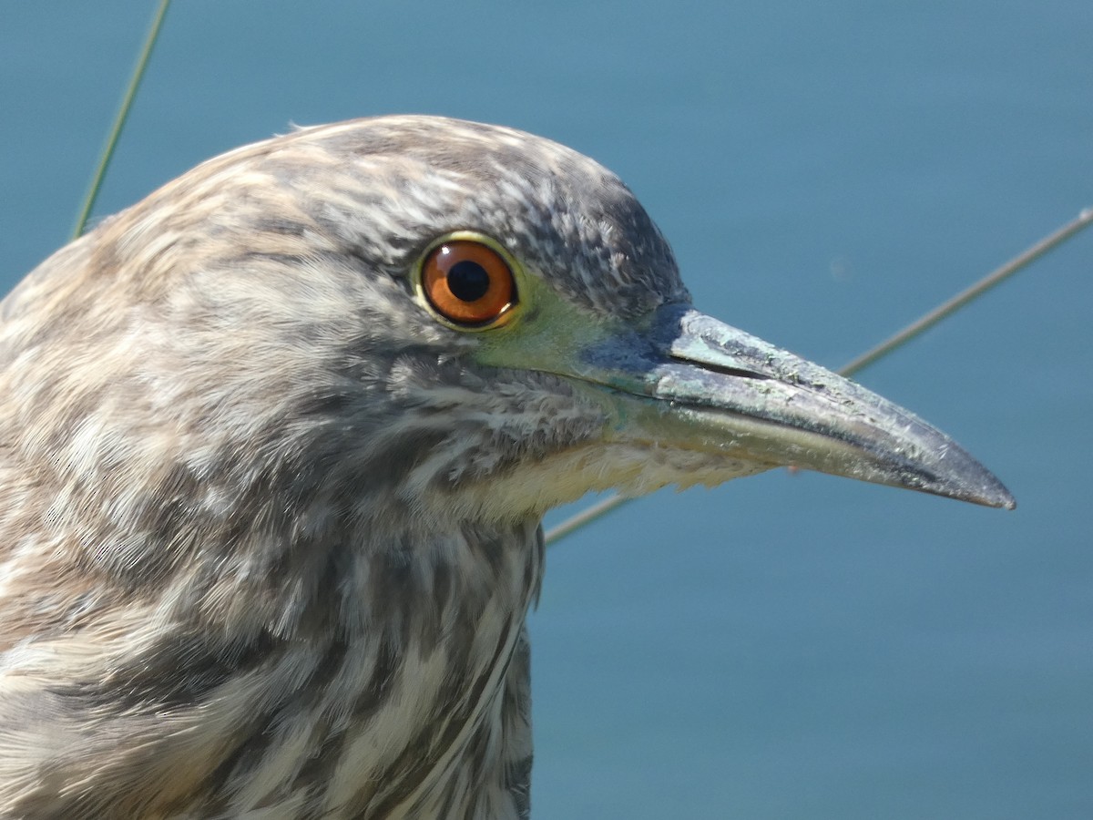 Black-crowned Night Heron - ML438077181