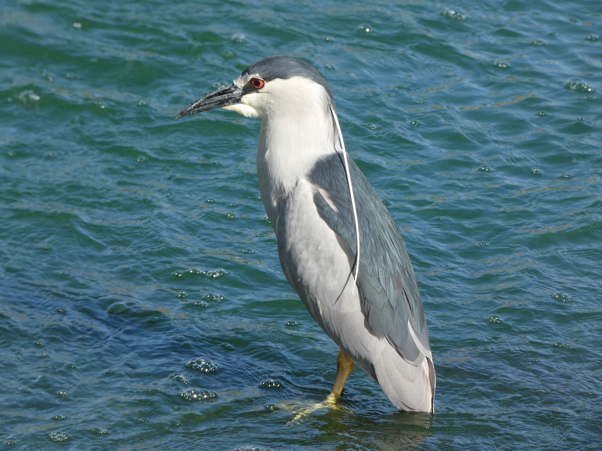 Black-crowned Night Heron - ML438077211