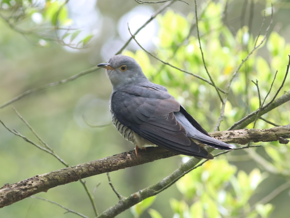 Oriental Cuckoo - ML438078321