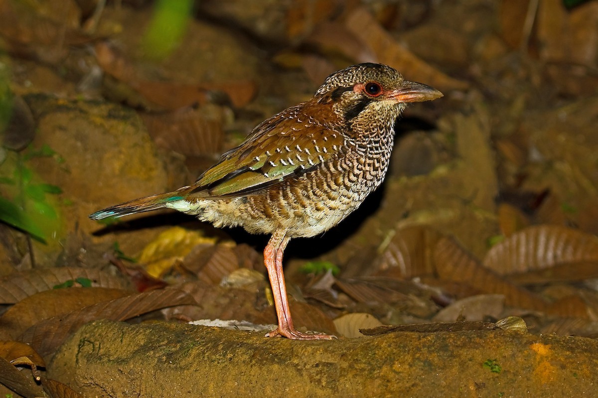 Scaly Ground-Roller - Russell Scott