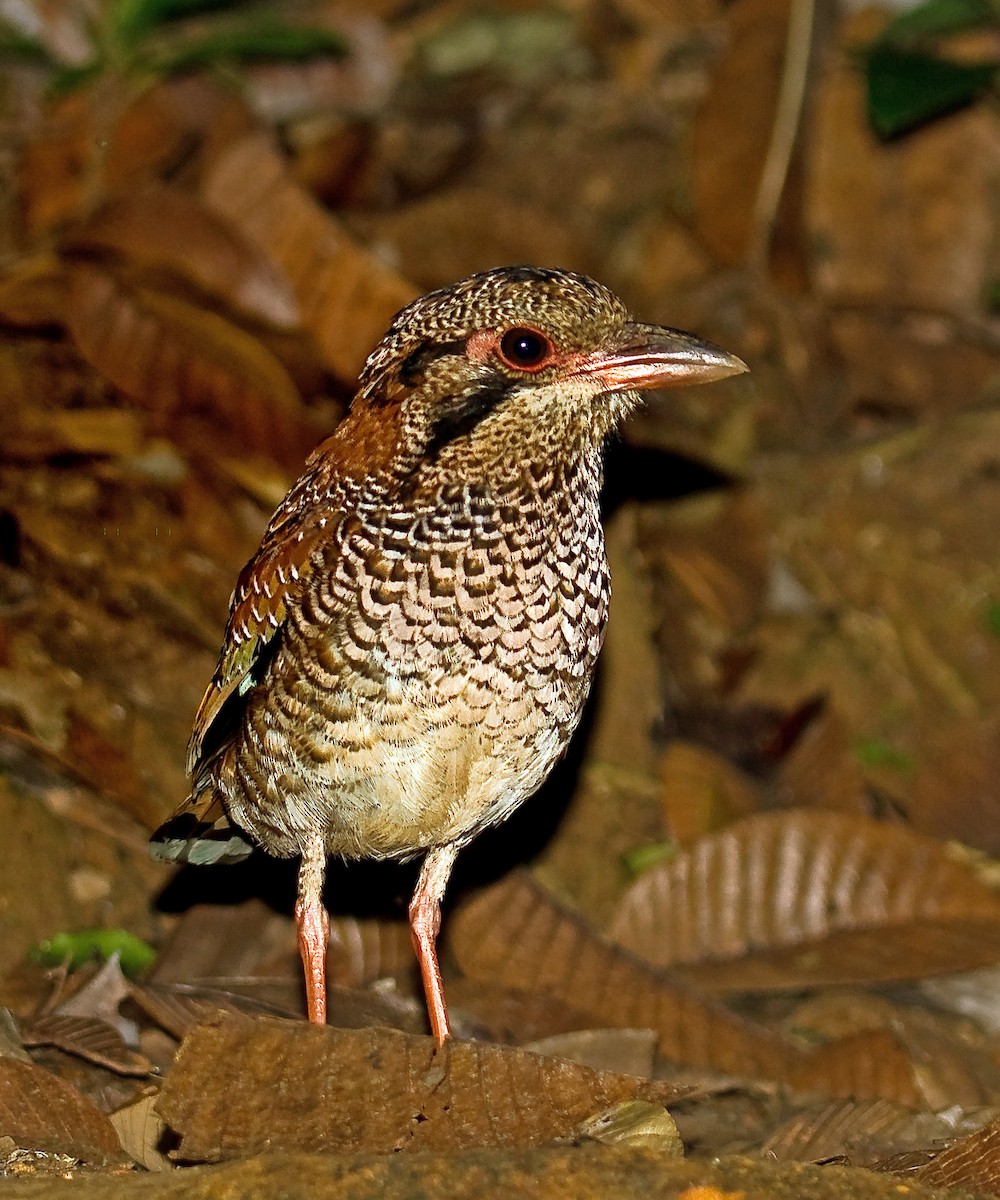 Brachyptérolle écaillé - ML438079031