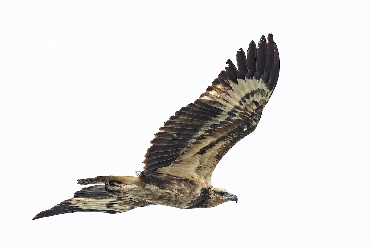 White-bellied Sea-Eagle - ML438079181