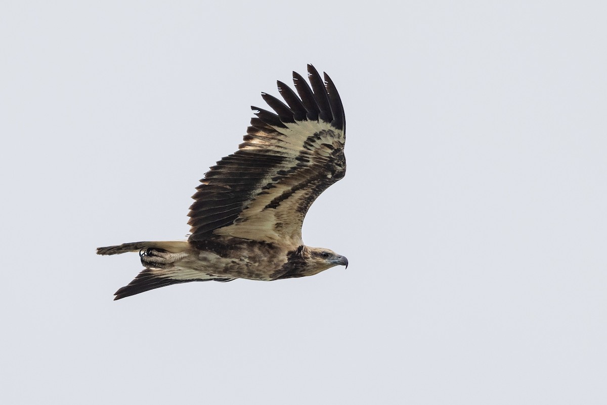 White-bellied Sea-Eagle - ML438079191