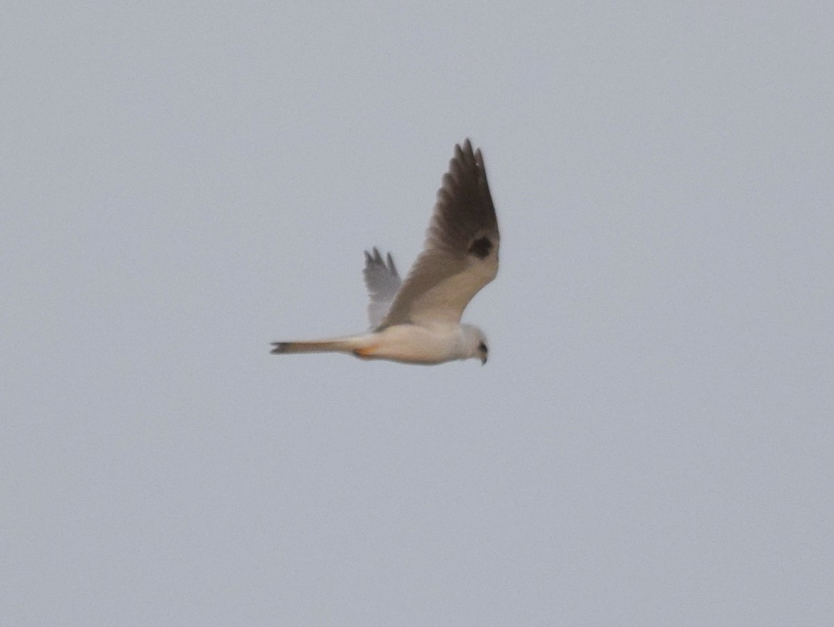 White-tailed Kite - ROBERT DOE