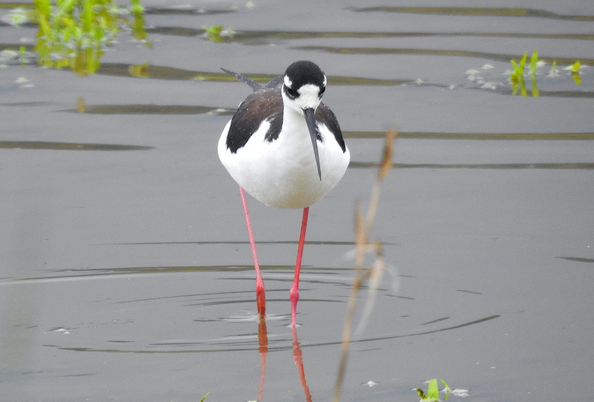 Black-necked Stilt - Mike Clarke