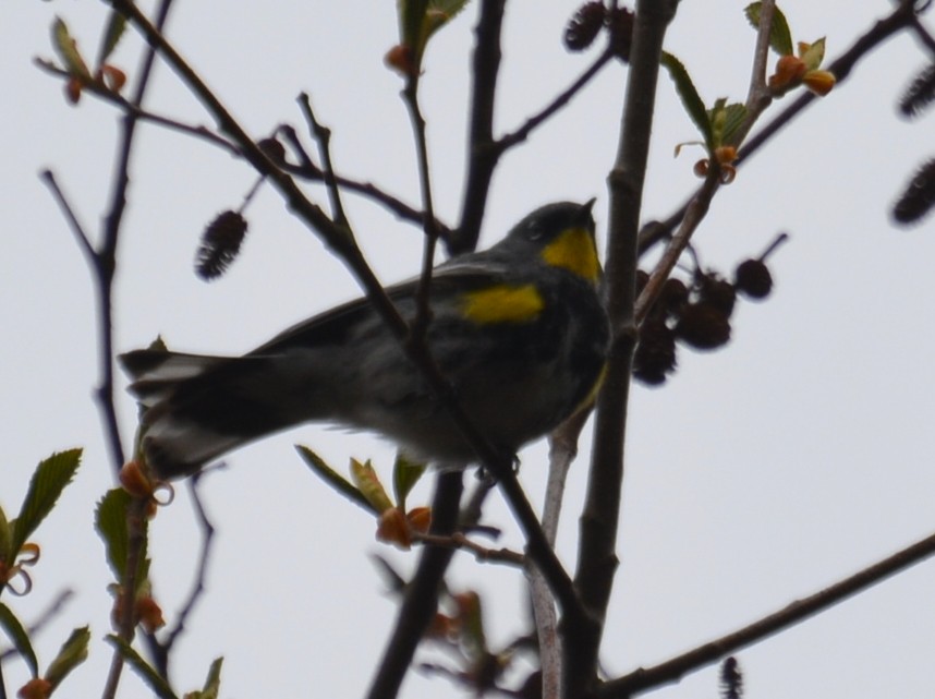 Yellow-rumped Warbler - ML438079441