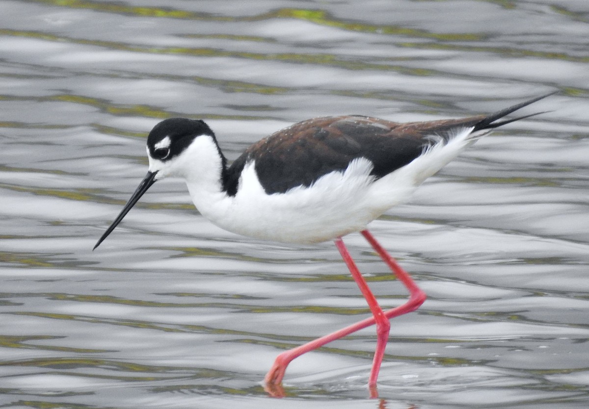 Black-necked Stilt - Mike Clarke