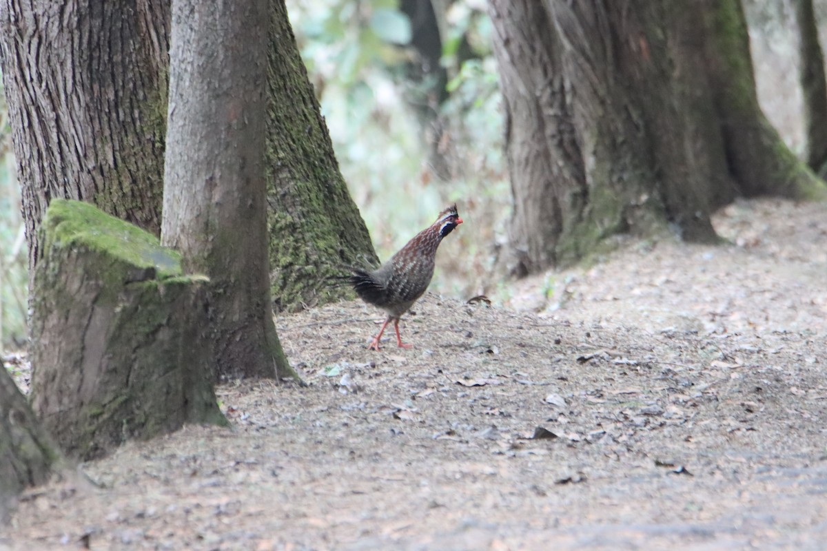 Long-tailed Wood-Partridge - Benjamin Zerante