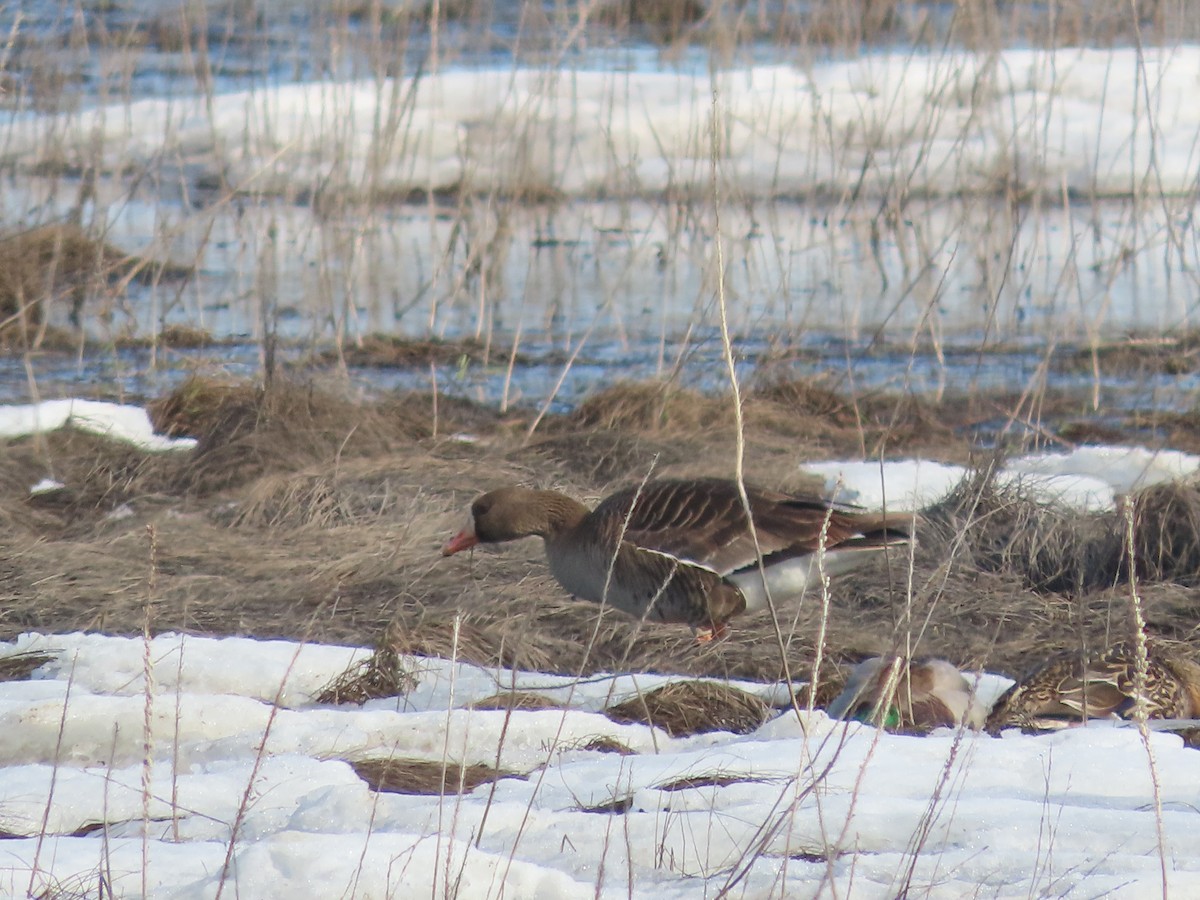 Greater White-fronted Goose - ML438082171