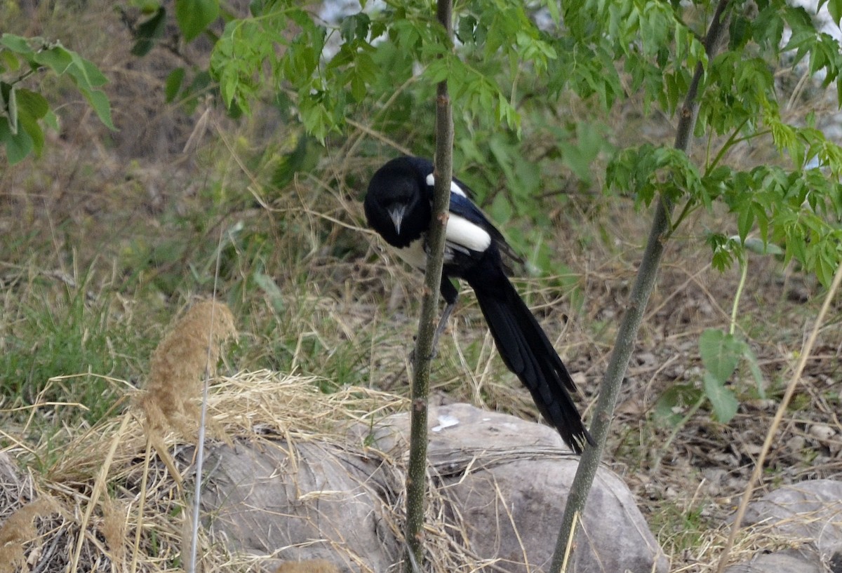 Oriental Magpie - ML438083121