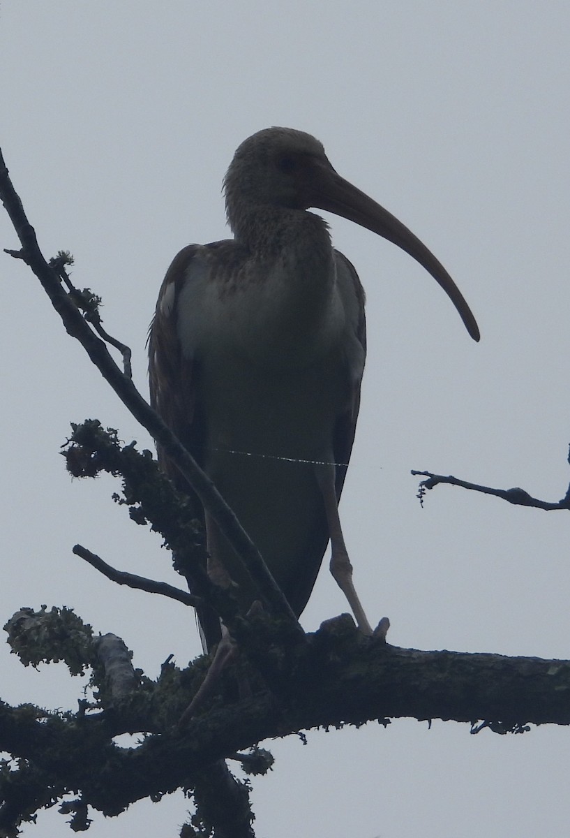 Ibis Blanco - ML438085121