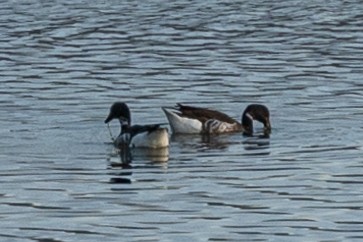 Branta musubeltza - ML438088291