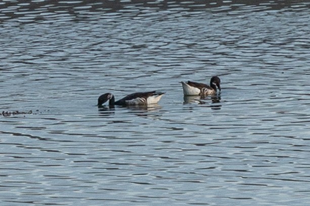 Brant - ML438088301