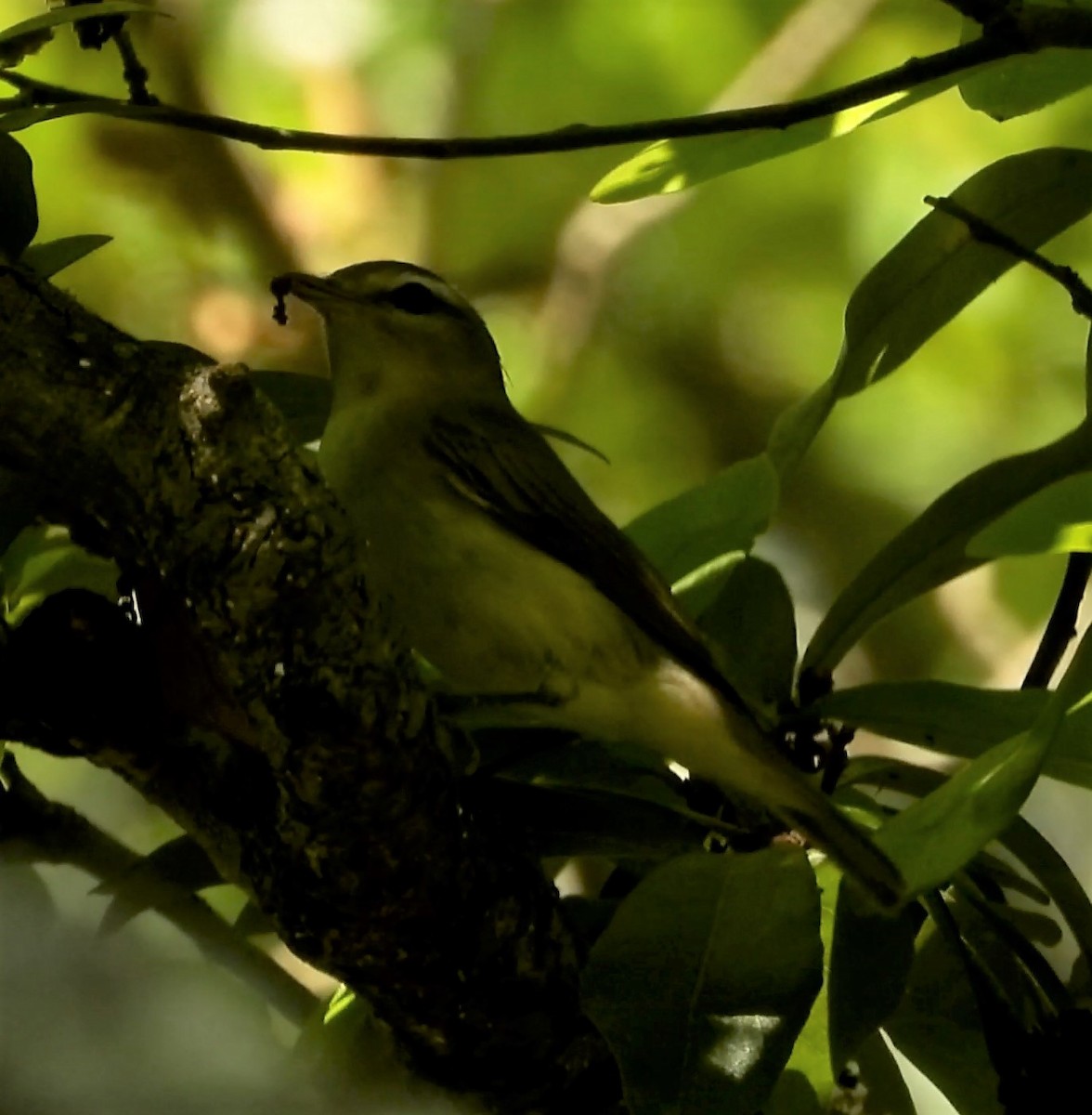 Warbling Vireo - ML438088401