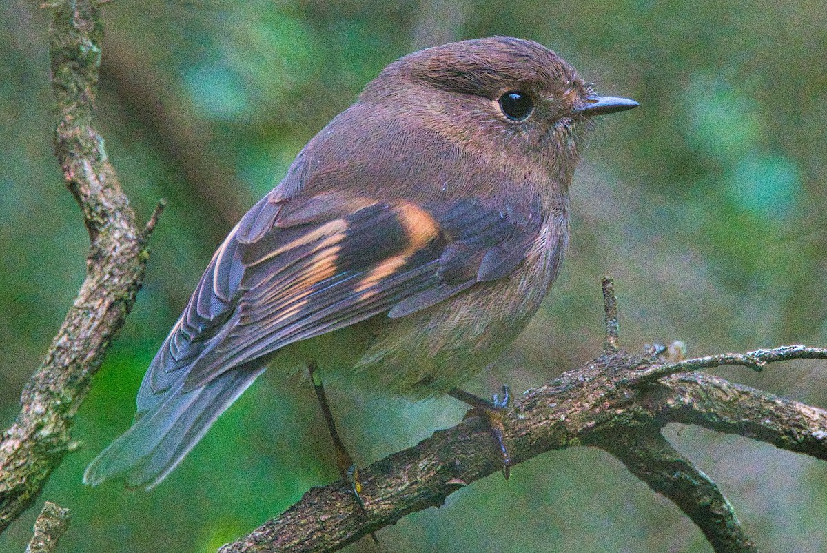 Pink Robin - Alfons  Lawen