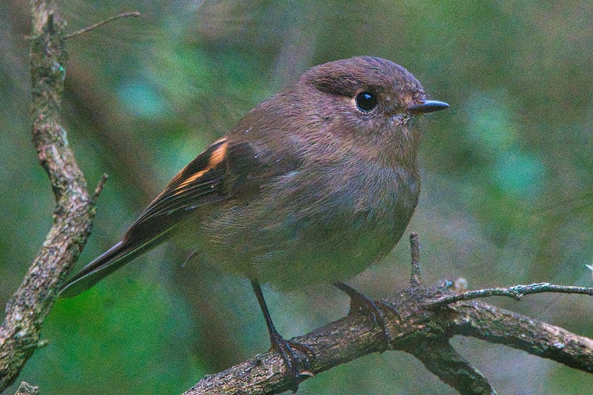 Pink Robin - Alfons  Lawen