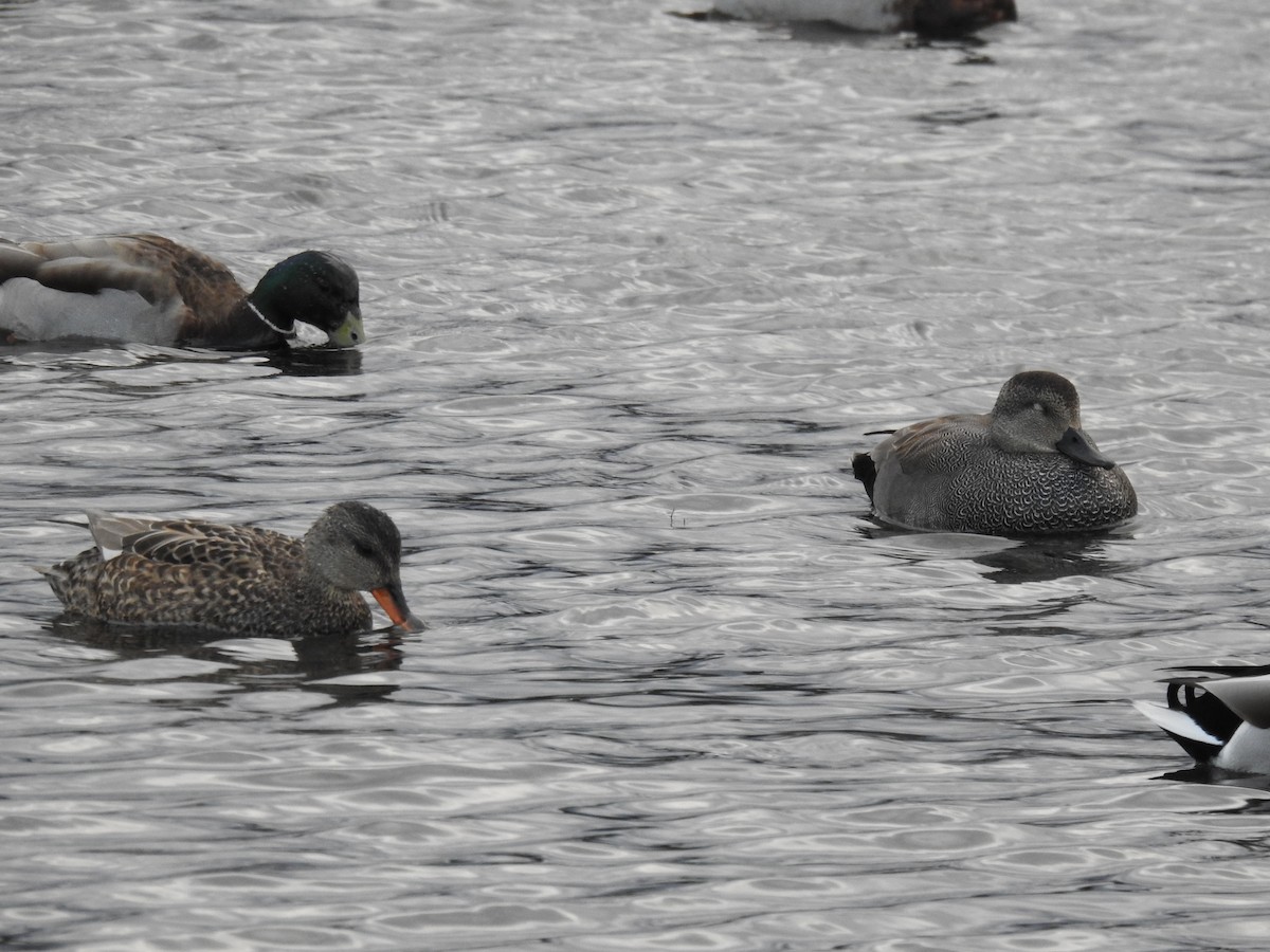 Gadwall - ML438089741