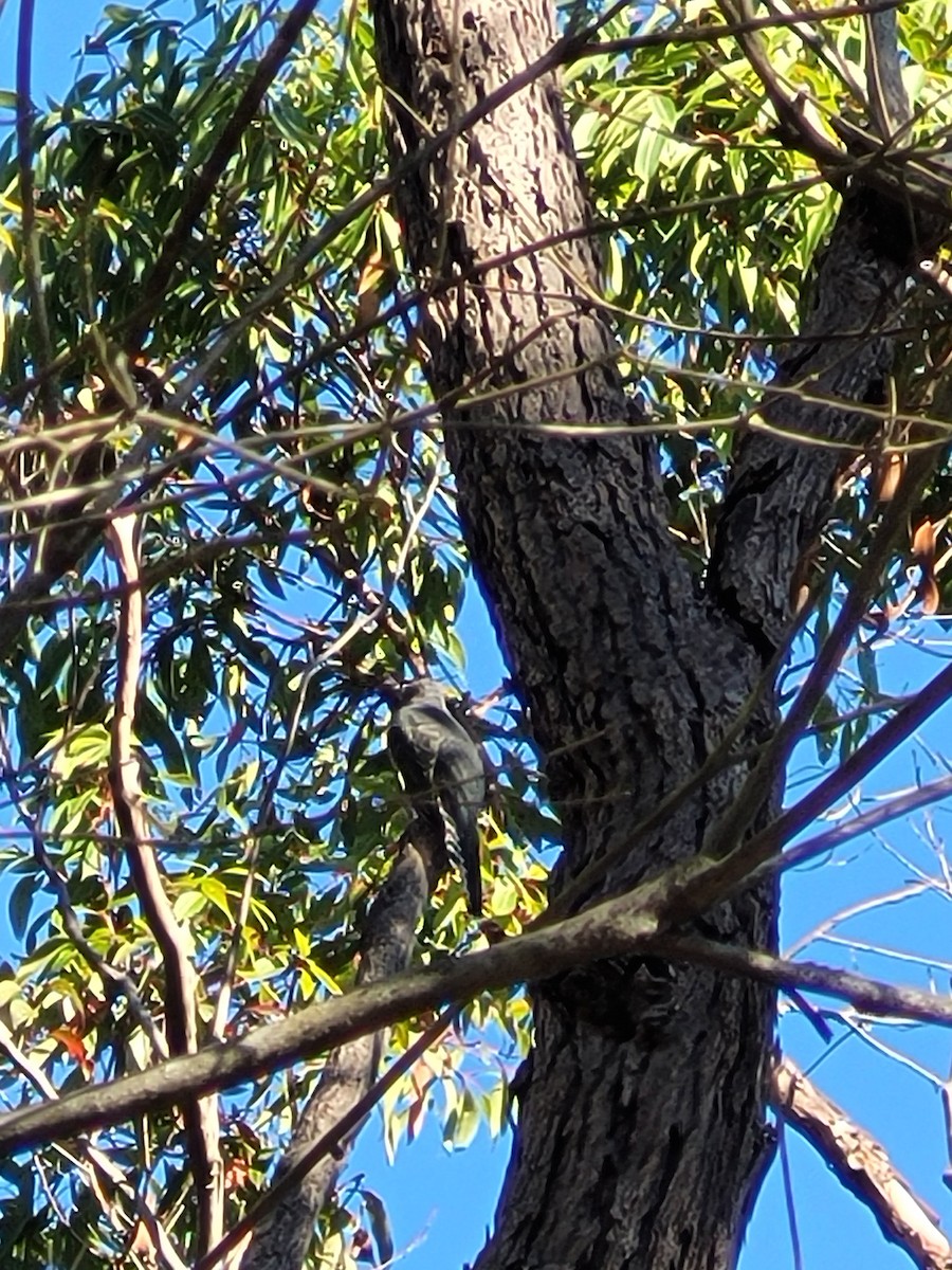 Fan-tailed Cuckoo - ML438091171