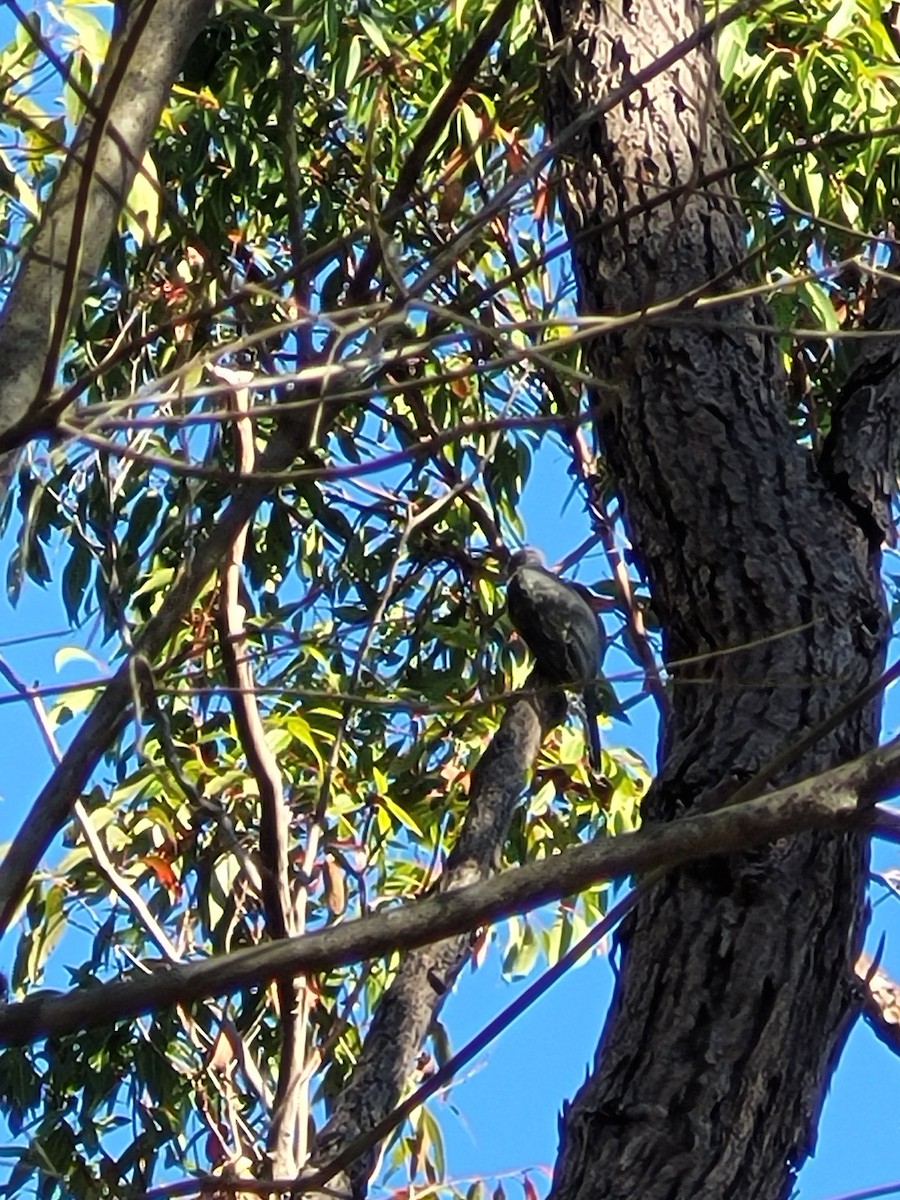 Fan-tailed Cuckoo - ML438091181