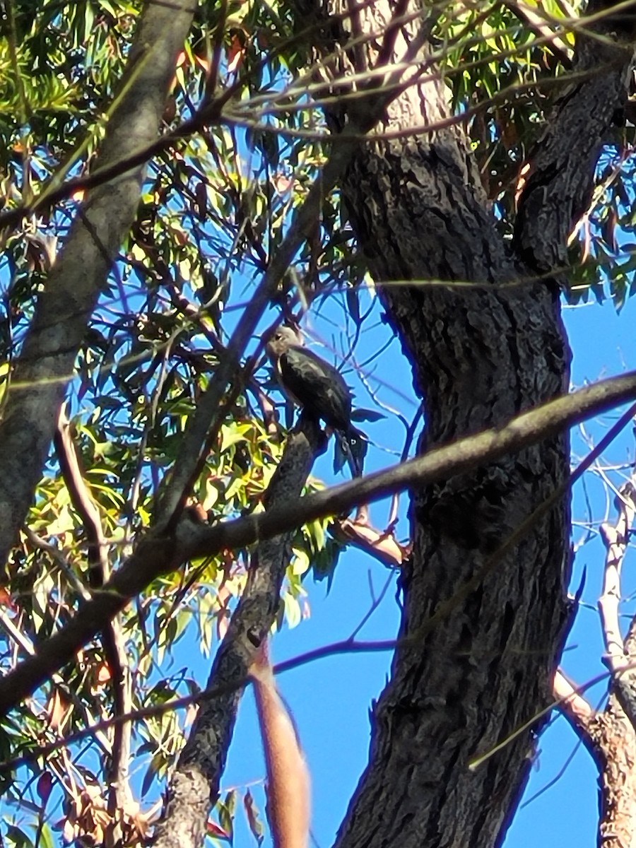 Fan-tailed Cuckoo - ML438091201