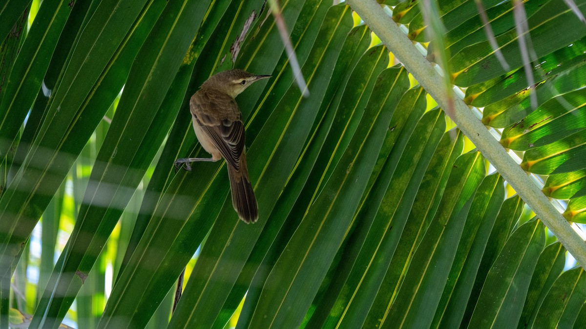 Tuamotu Reed Warbler - ML438092031