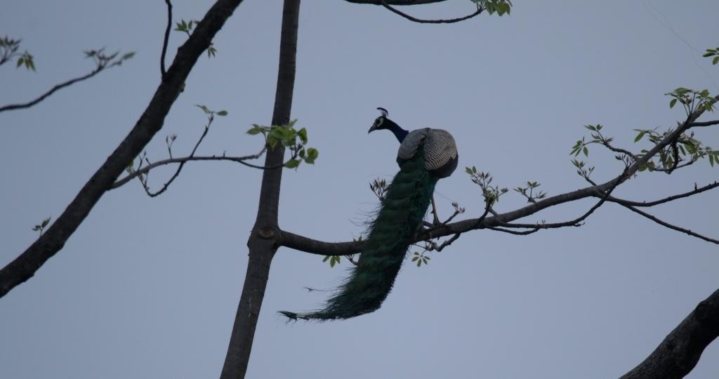 Indian Peafowl - ML438092071