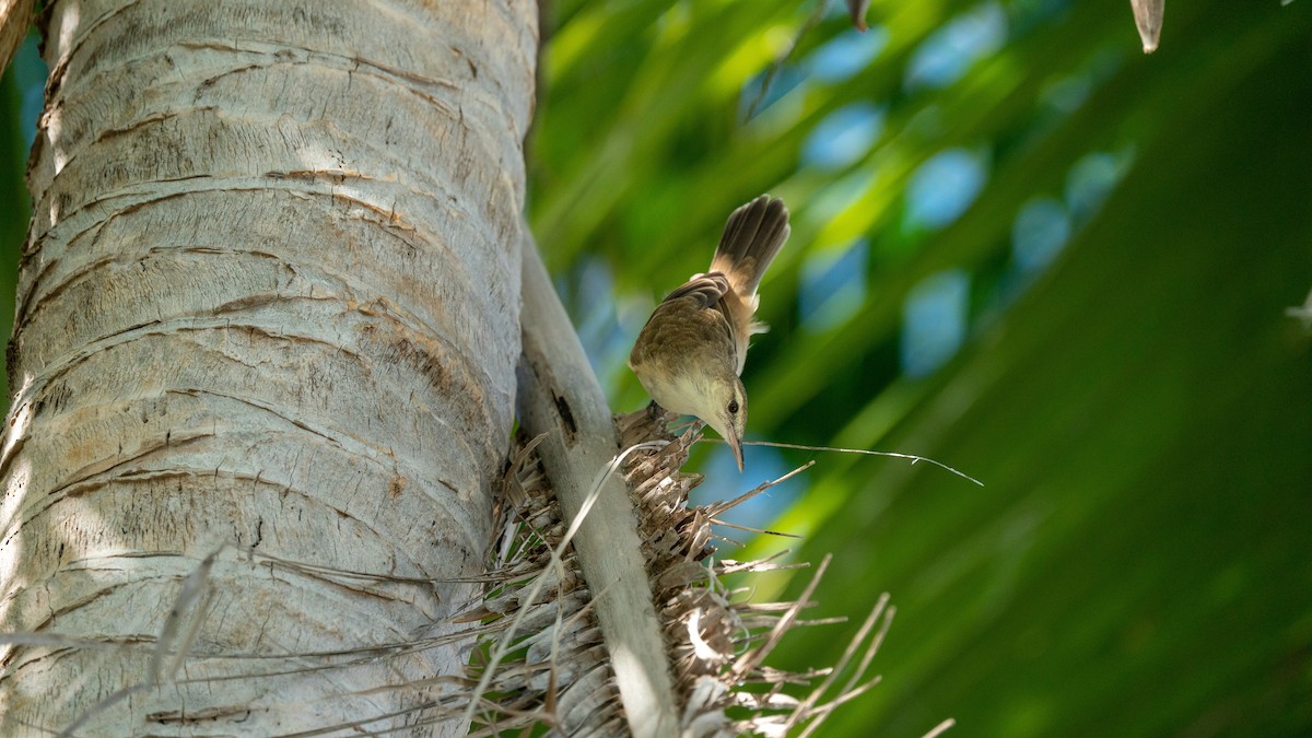 Tuamotu Reed Warbler - Javier Cotin